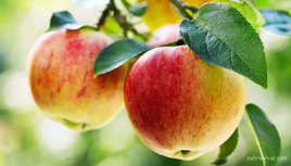 خواص شگفت انگیز سیب برای پوست