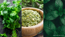 گیاهان دارویی برای کاهش وزن و تناسب اندام