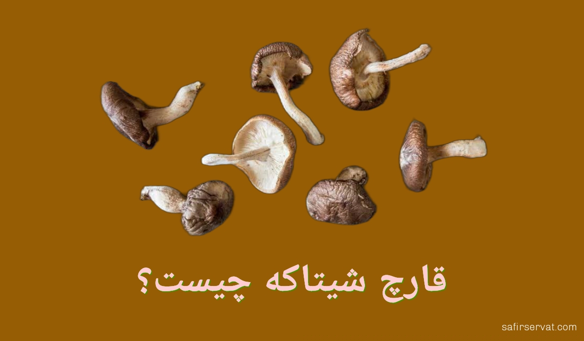 قارچ شیتاکه چیست؟ و تأثیر آن بر درمان HPV چگونه است؟